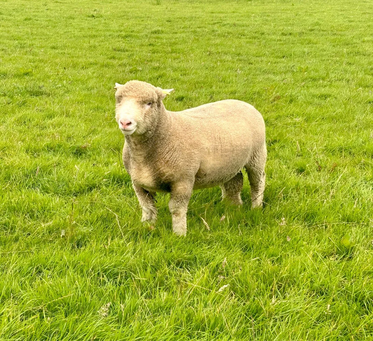 Pedigree Dorset Ram Lambs - Image 1