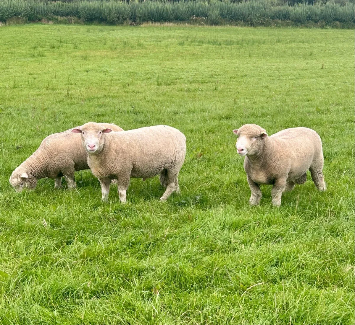 Pedigree Dorset Ram Lambs - Image 2