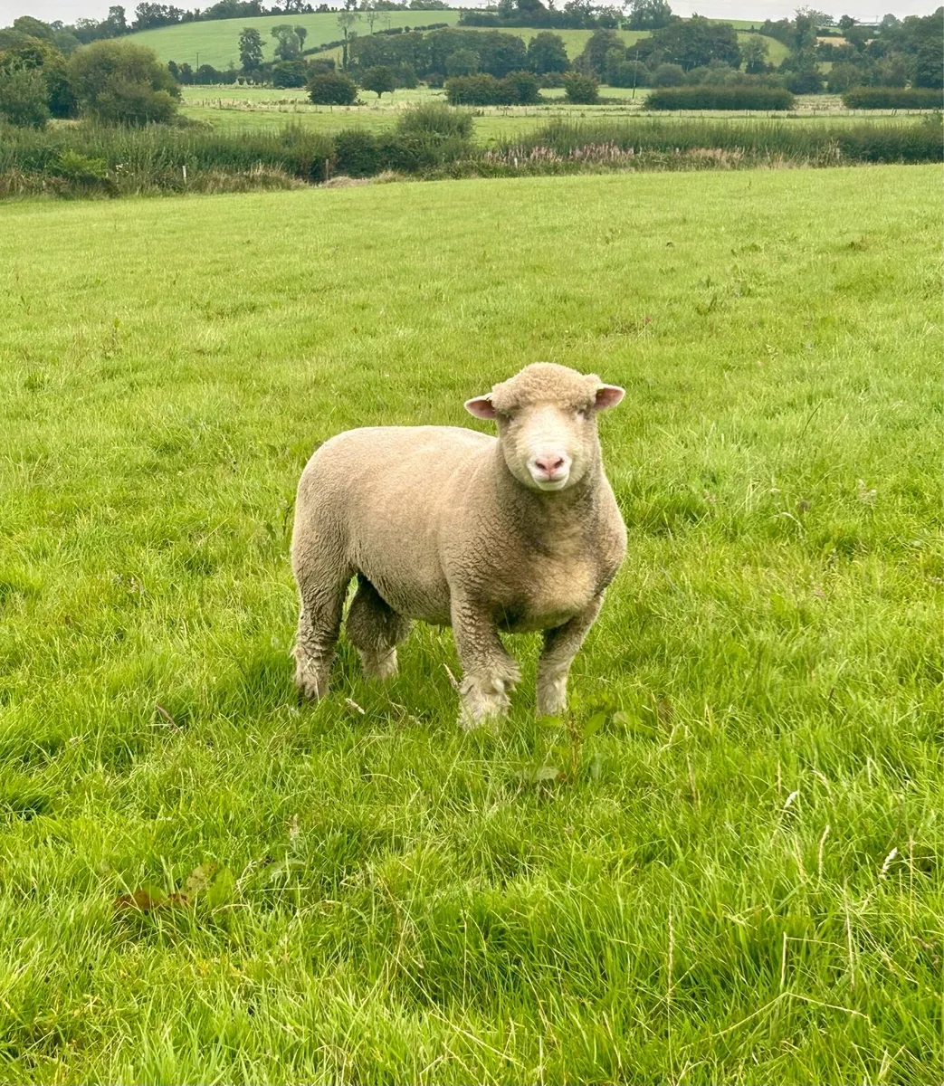 Pedigree Dorset Ram Lambs - Image 3