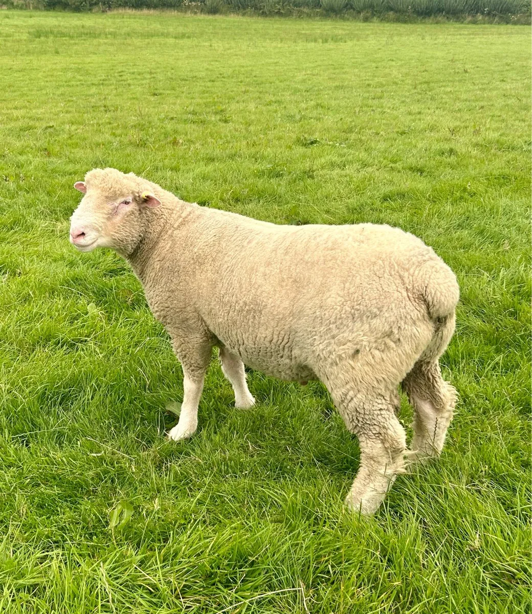 Pedigree Dorset Ram Lambs - Image 4