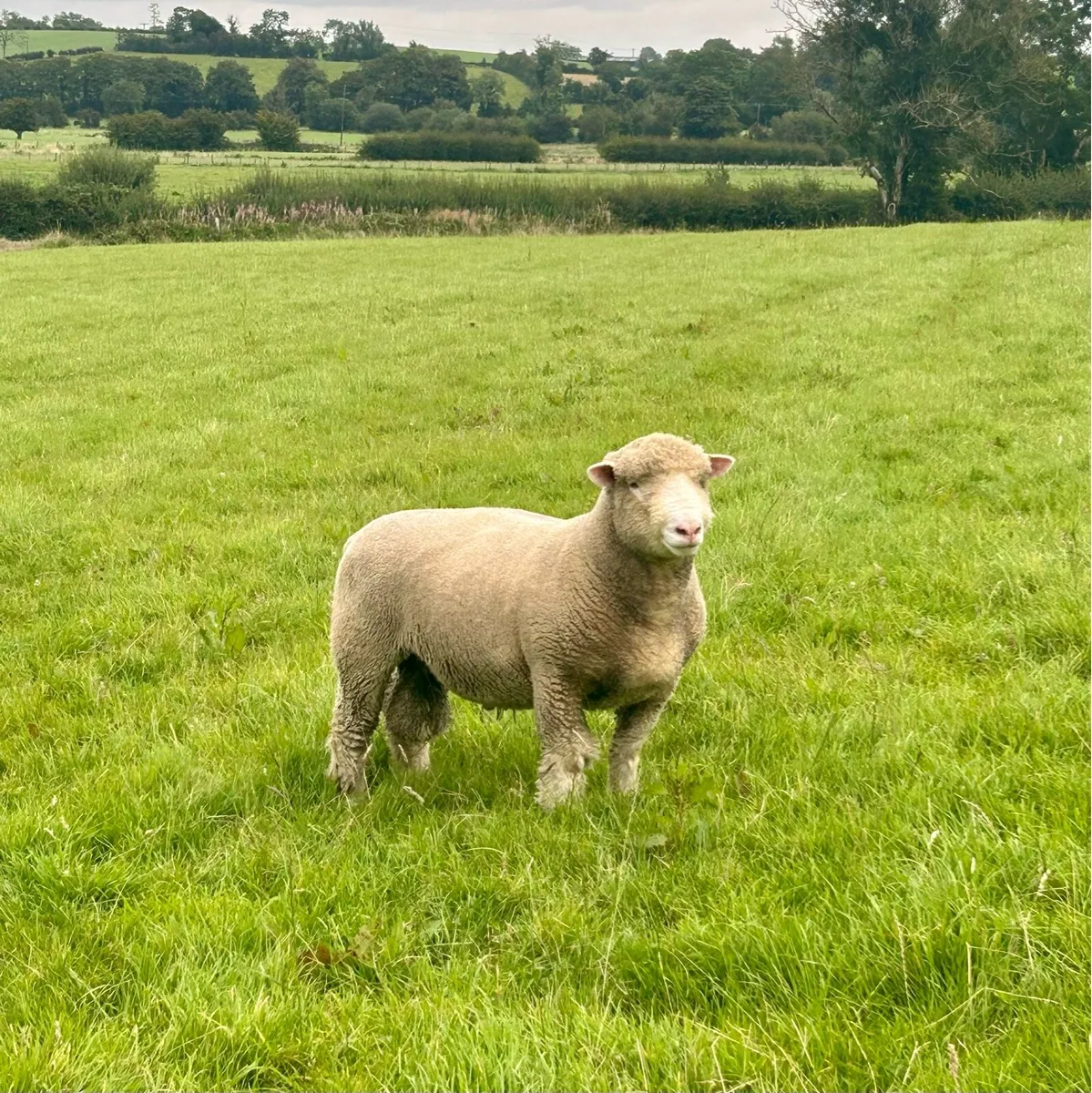 Pedigree Dorset Shearling Ram - Image 3