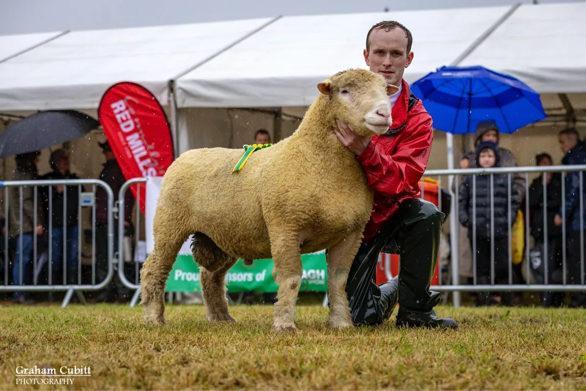Pedigree Dorset Shearling Ram - Image 4
