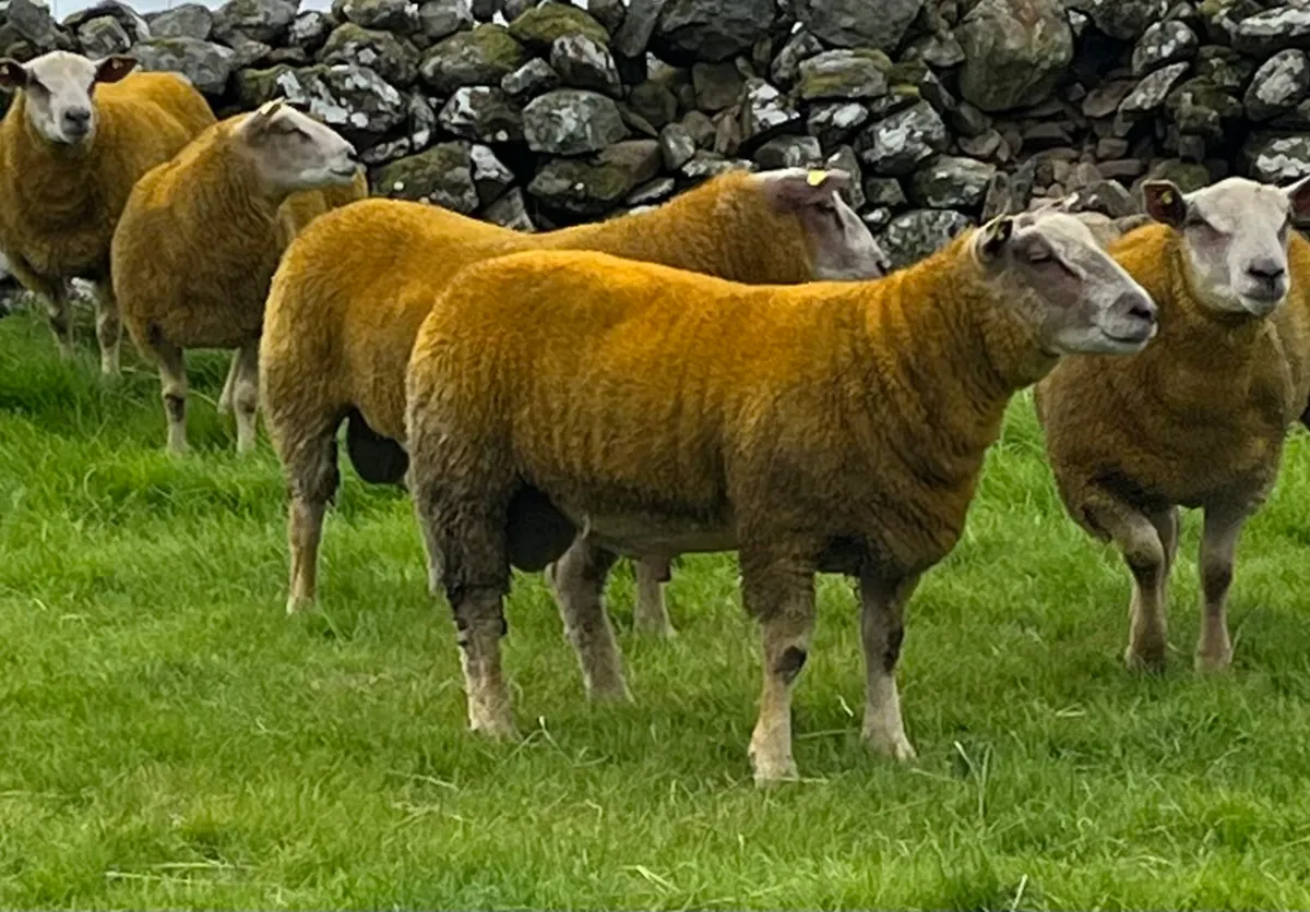 ** Quality SIS Pedigree Charollais Ram Lambs** - Image 2