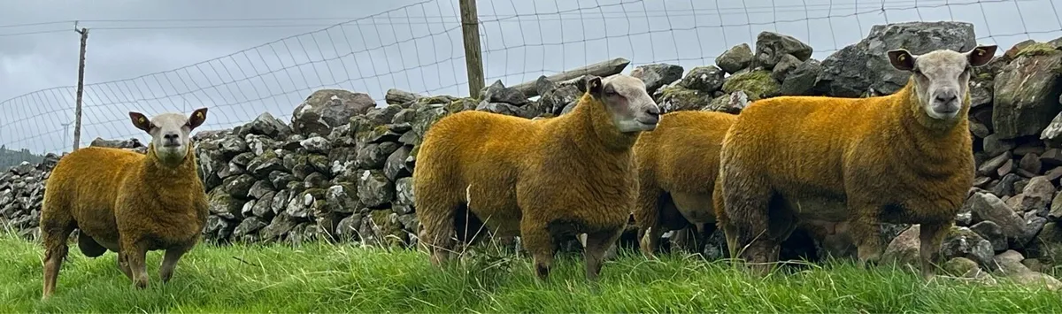 ** Quality SIS Pedigree Charollais Ram Lambs** - Image 3