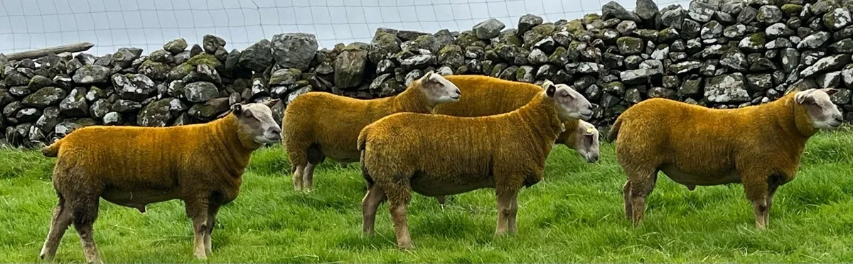 ** Quality SIS Pedigree Charollais Ram Lambs** - Image 4