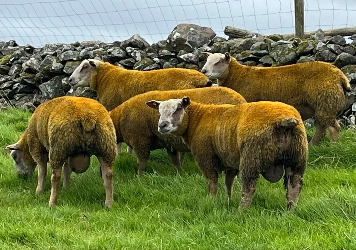 ** Quality SIS Pedigree Charollais Ram Lambs** - Image 1