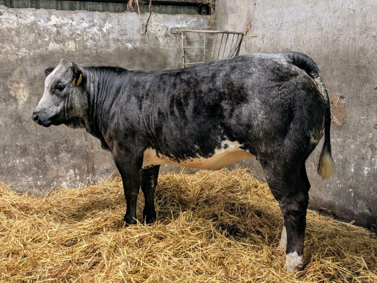 🔥🔥🔥Super Breeding Heifer 🔥🔥🔥 - Image 1