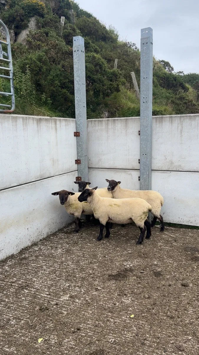 4 Suffolk Cheviot hoggets - Image 1