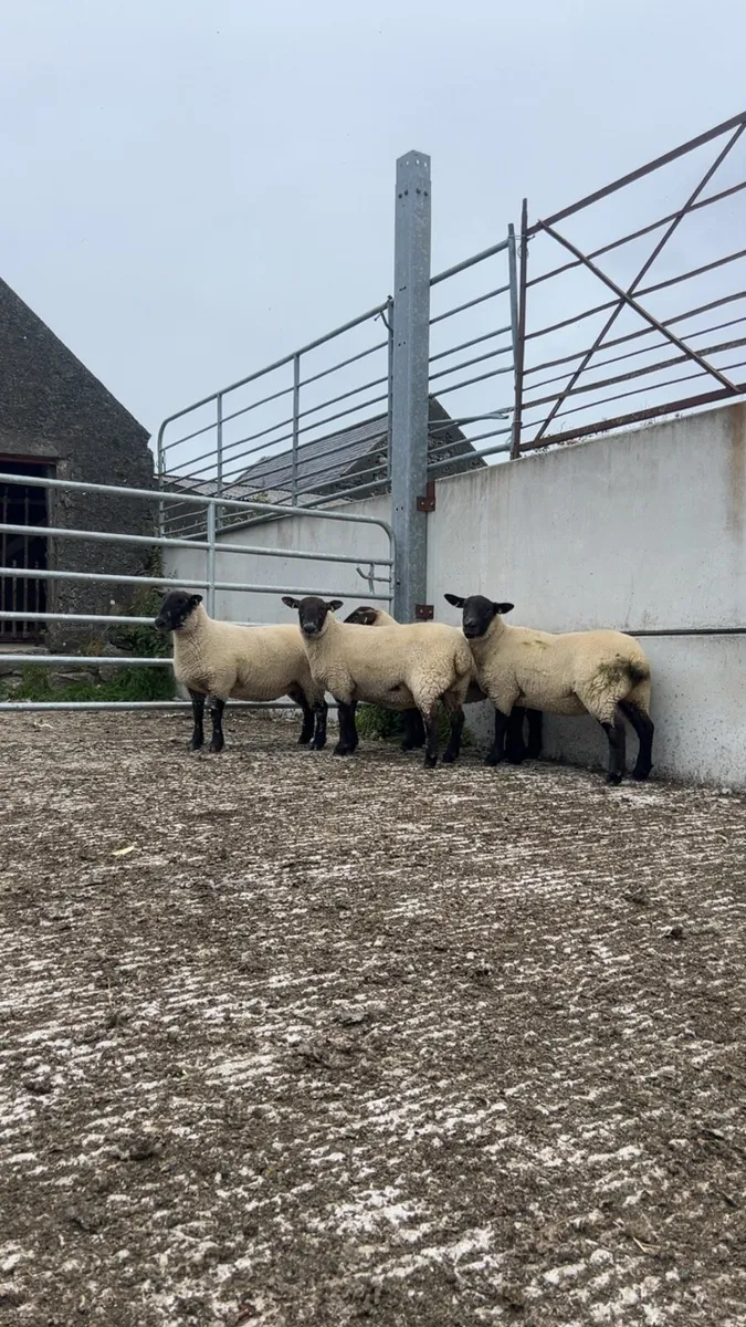 4 Suffolk Cheviot hoggets - Image 2