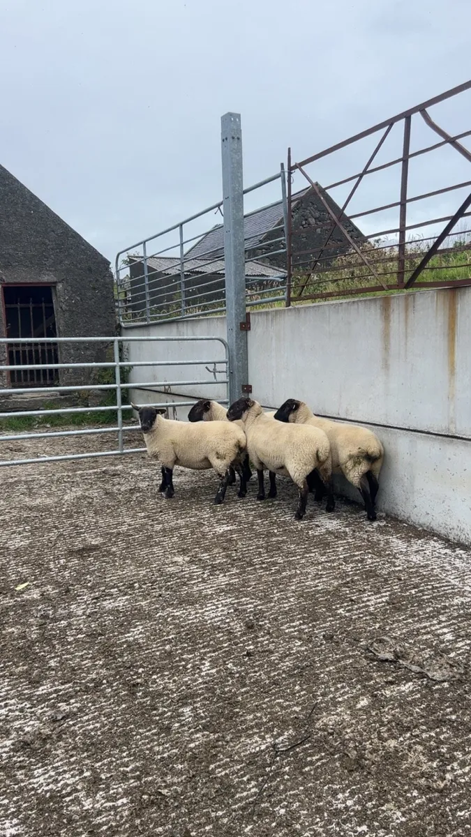 4 Suffolk Cheviot hoggets - Image 3