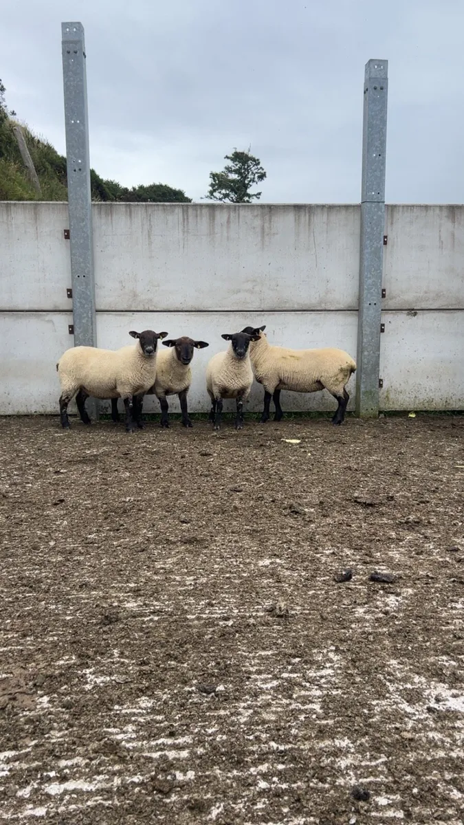 4 Suffolk Cheviot hoggets - Image 4
