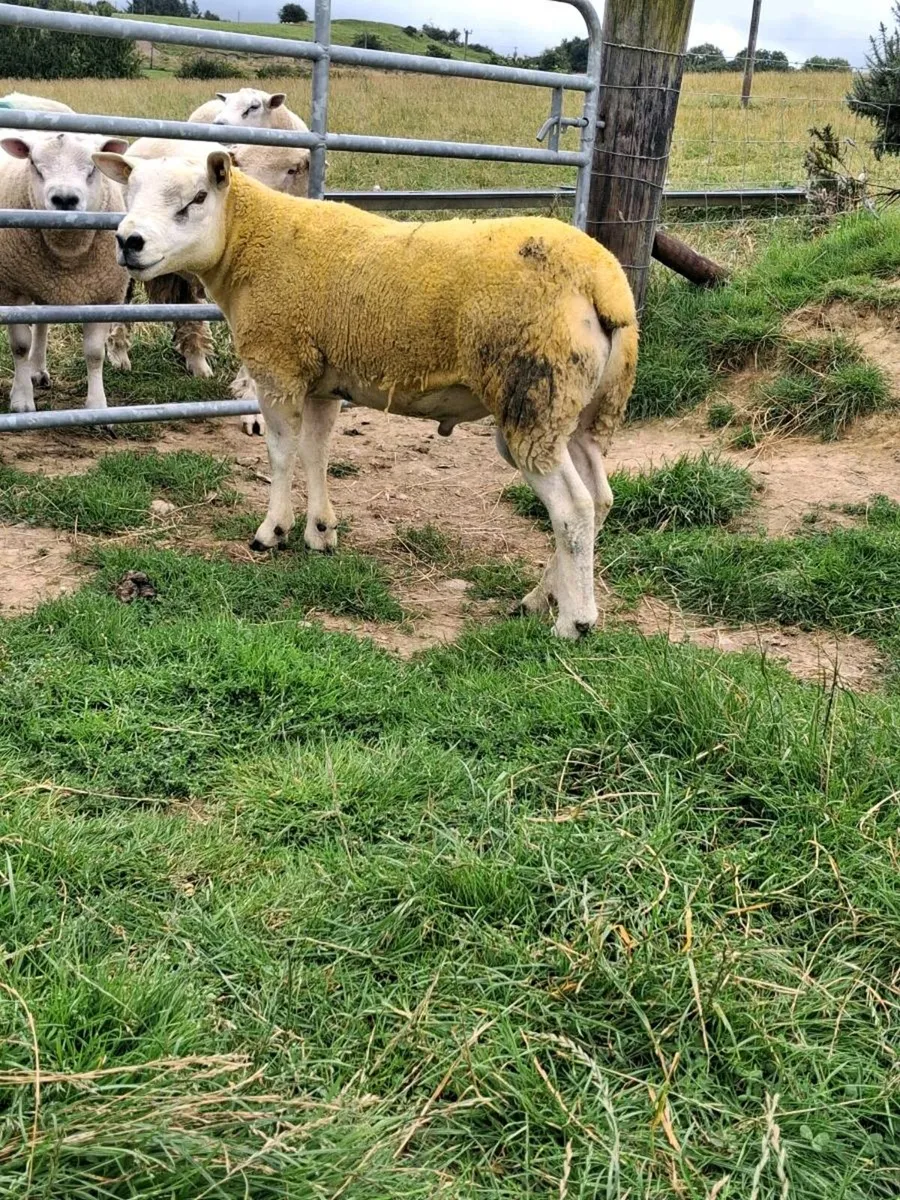 Ram - Image 1