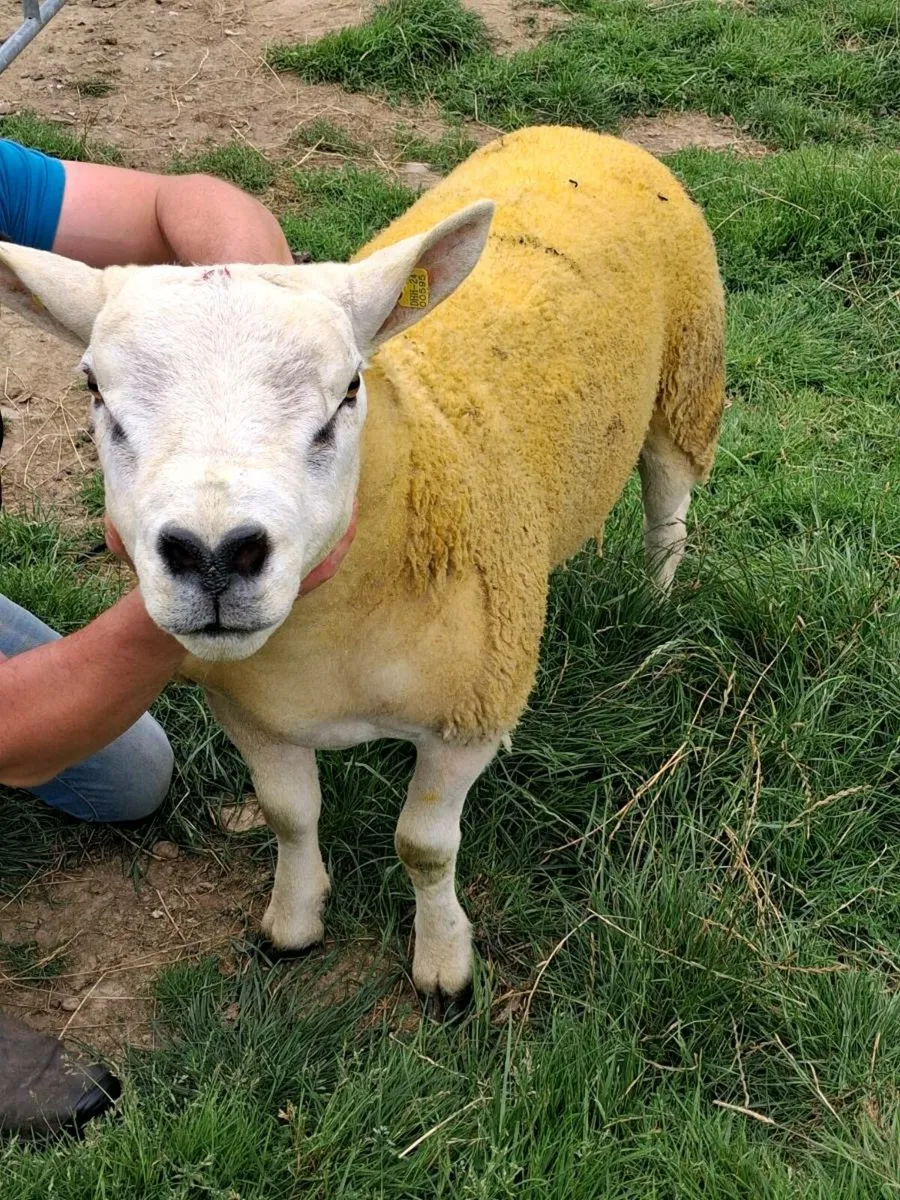 Ram - Image 2