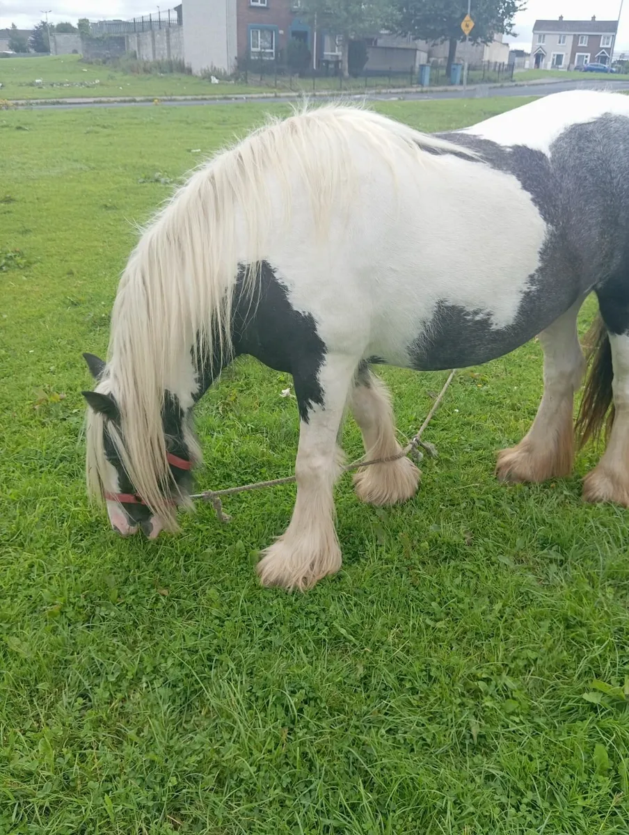 Filly - Image 1