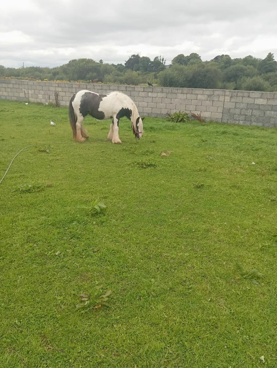 Filly - Image 2