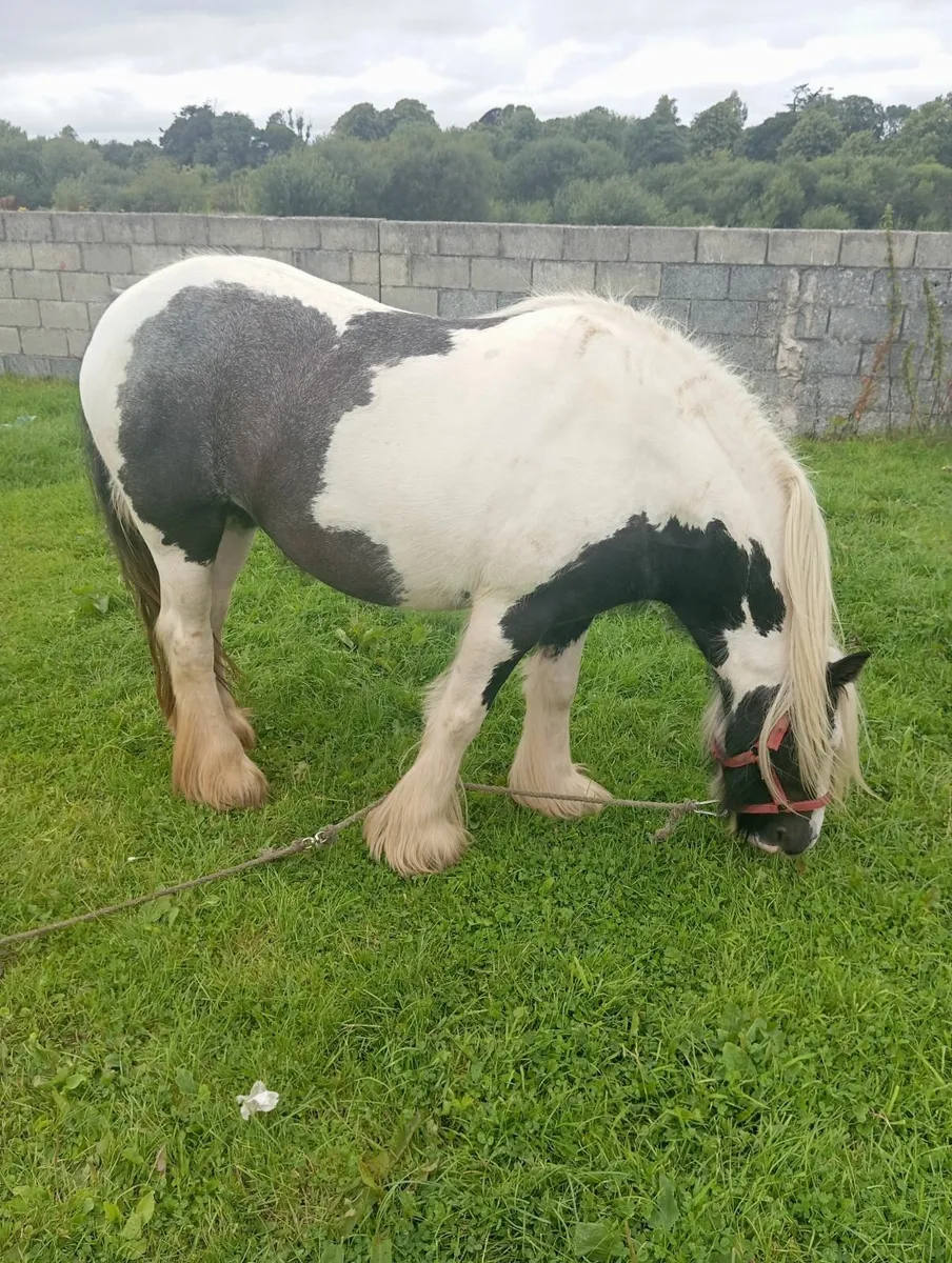 Filly - Image 3