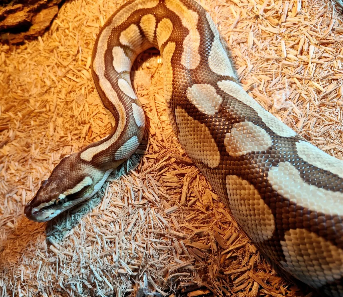 Female fully grown Python - Image 1