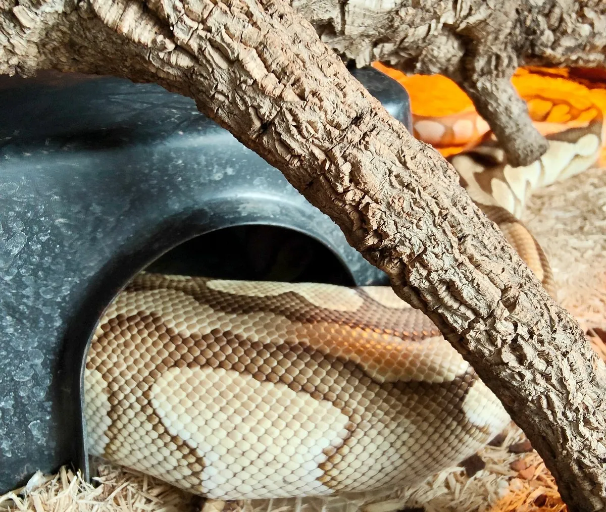 Female fully grown Python - Image 2