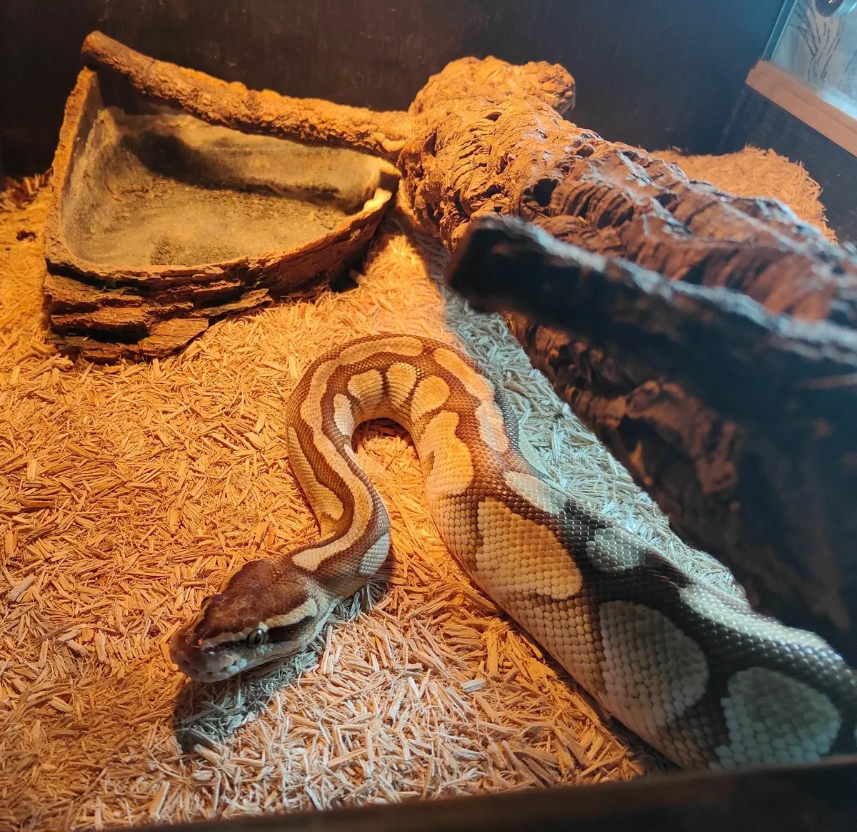 Female fully grown Python - Image 3