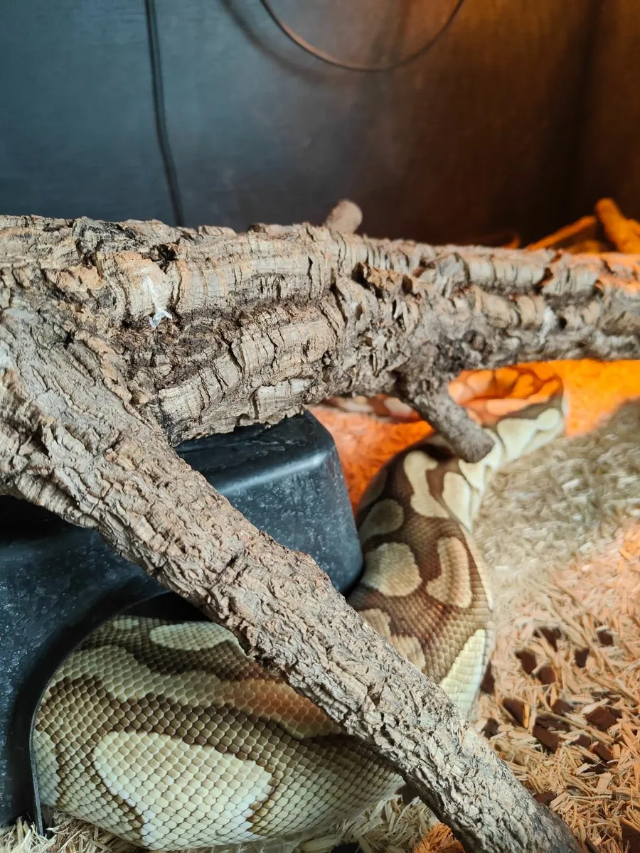 Female fully grown Python - Image 4
