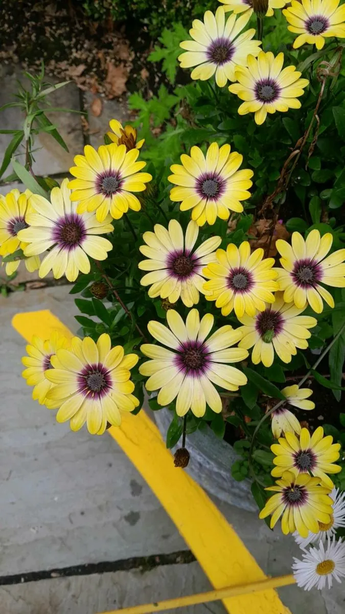 Lawn Care and Garden Maintenance - Image 1