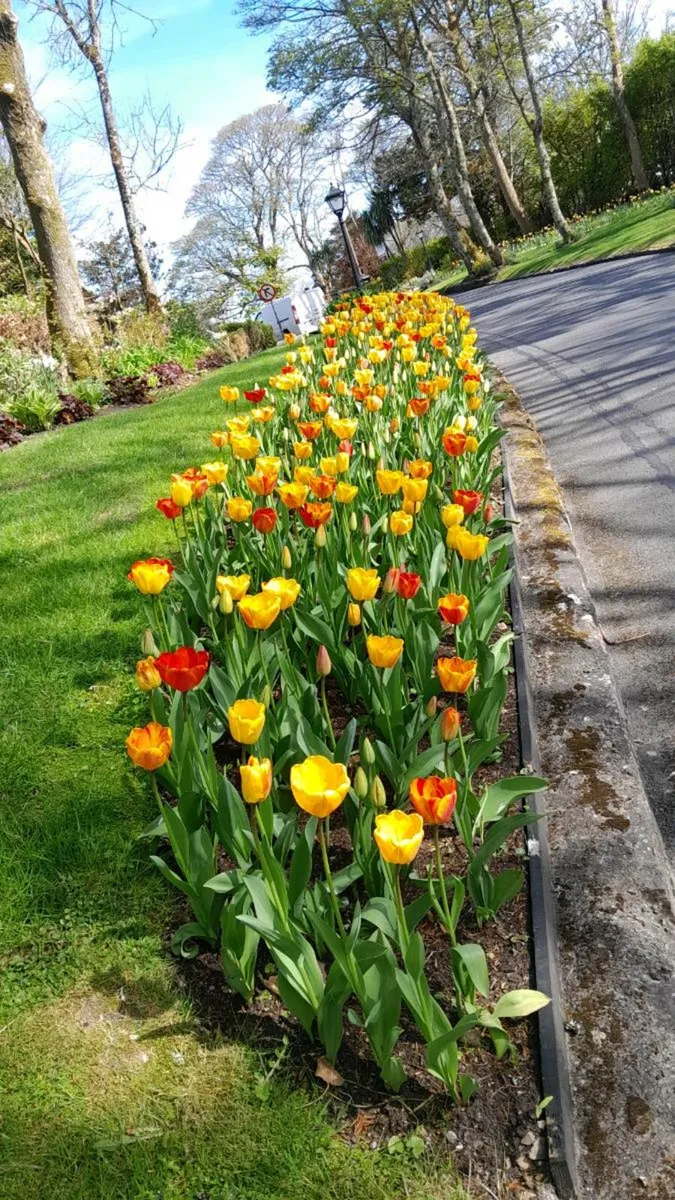 Lawn Care and Garden Maintenance - Image 3