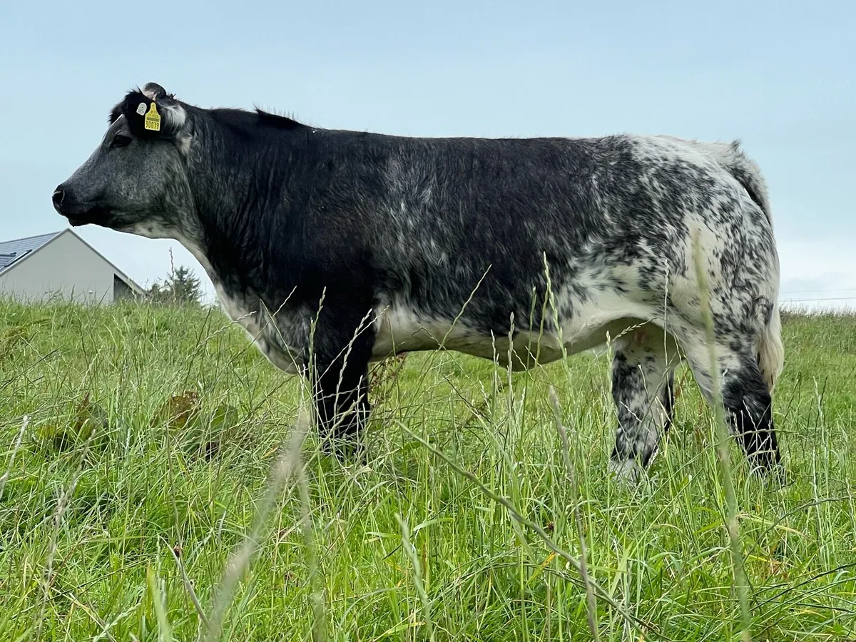 Breeding heifer’s - Image 1