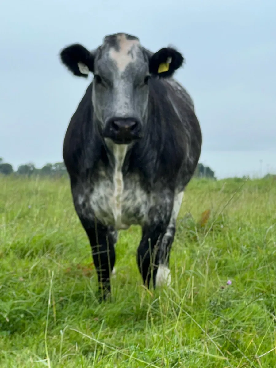 Breeding heifer’s - Image 2