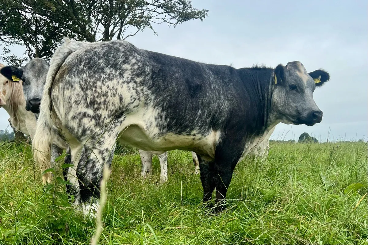Breeding heifer’s - Image 3