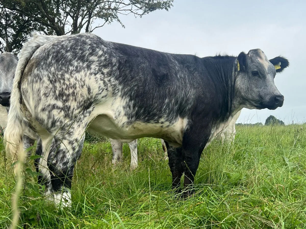 Breeding heifer’s - Image 4