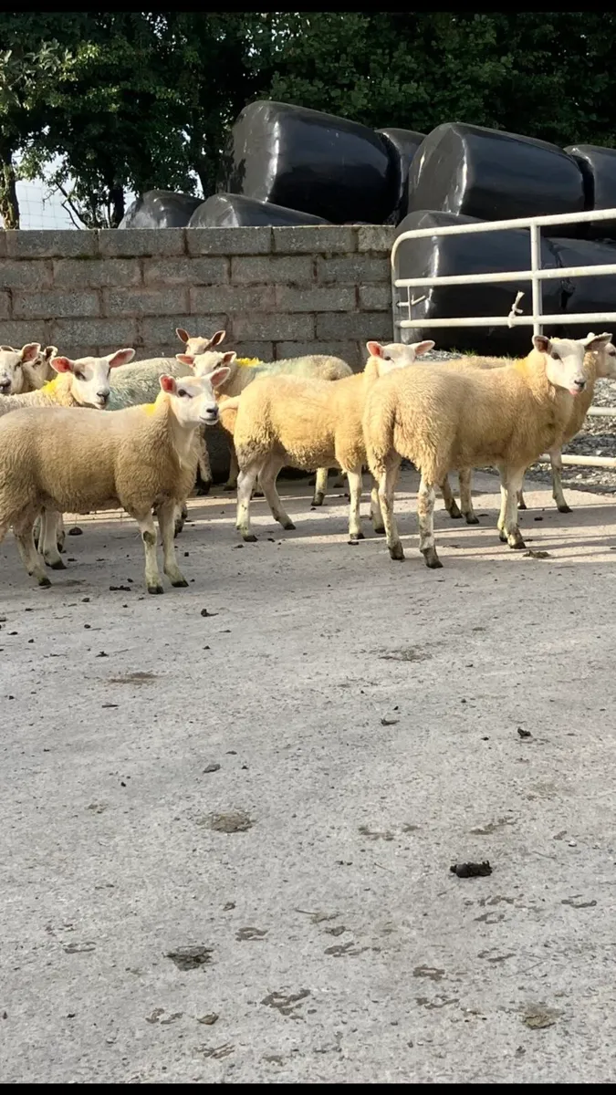 🌟 Ewe Lambs 🌟 - Image 2