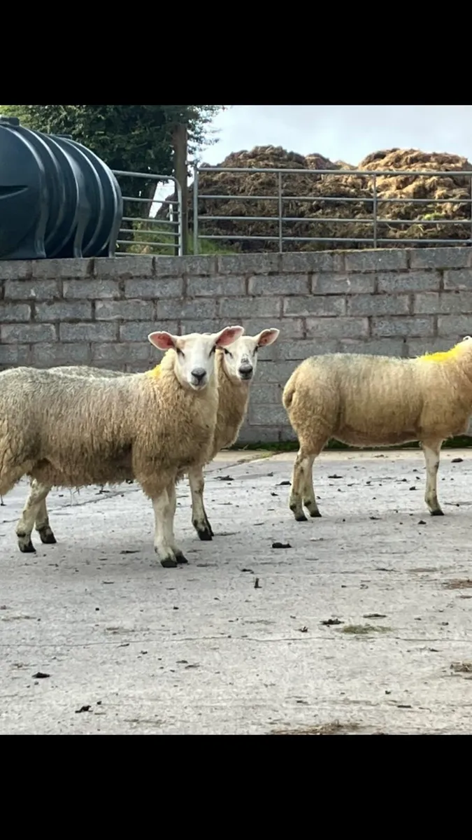 🌟 Ewe Lambs 🌟 - Image 3