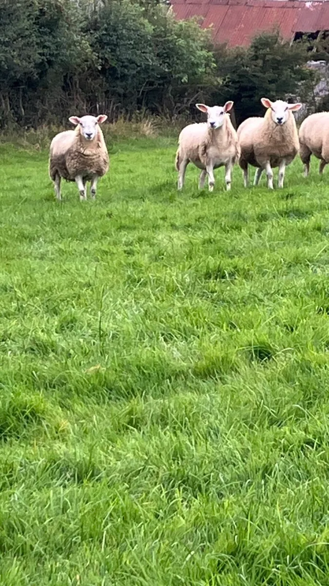 🌟 Ewe Lambs 🌟 - Image 4