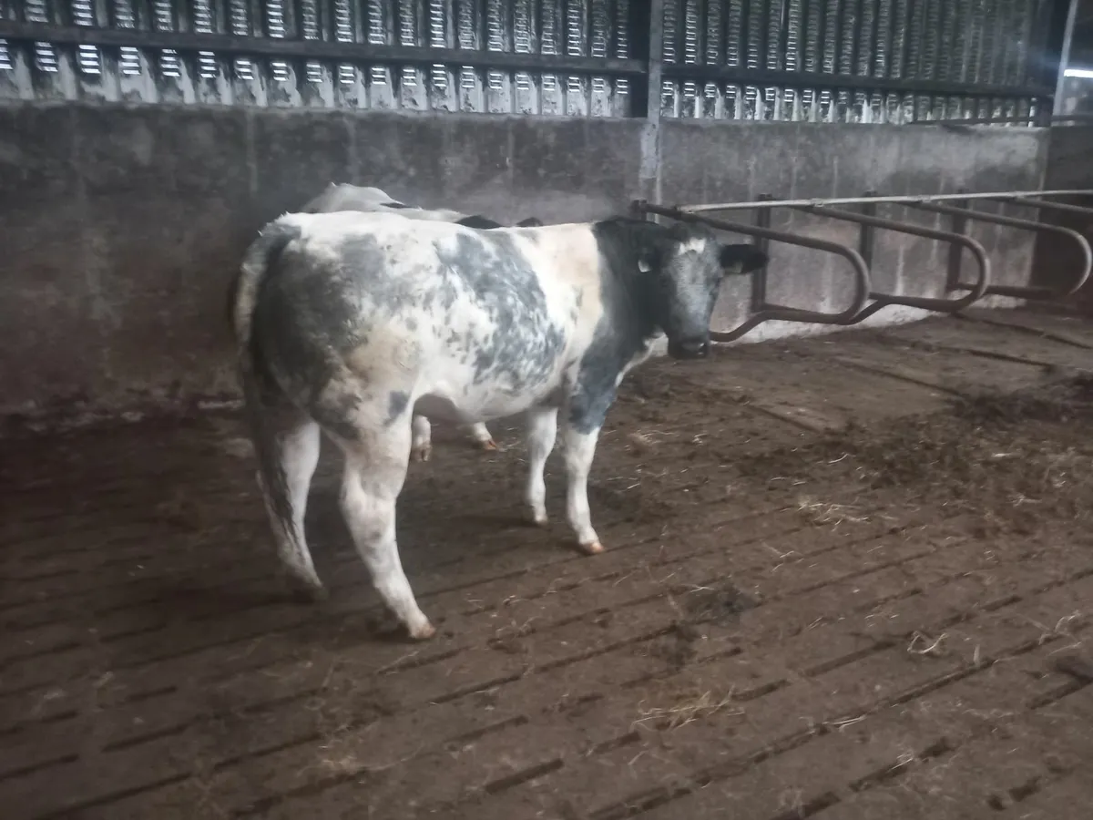 Heifers - Image 2