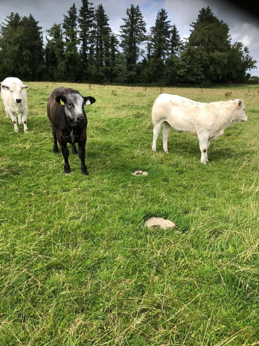 Heifer Weanlings going to Balla Tuesday - Image 1