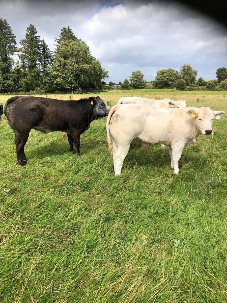 Heifer Weanlings going to Balla Tuesday - Image 2