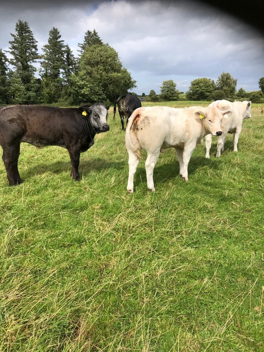 Heifer Weanlings going to Balla Tuesday - Image 3