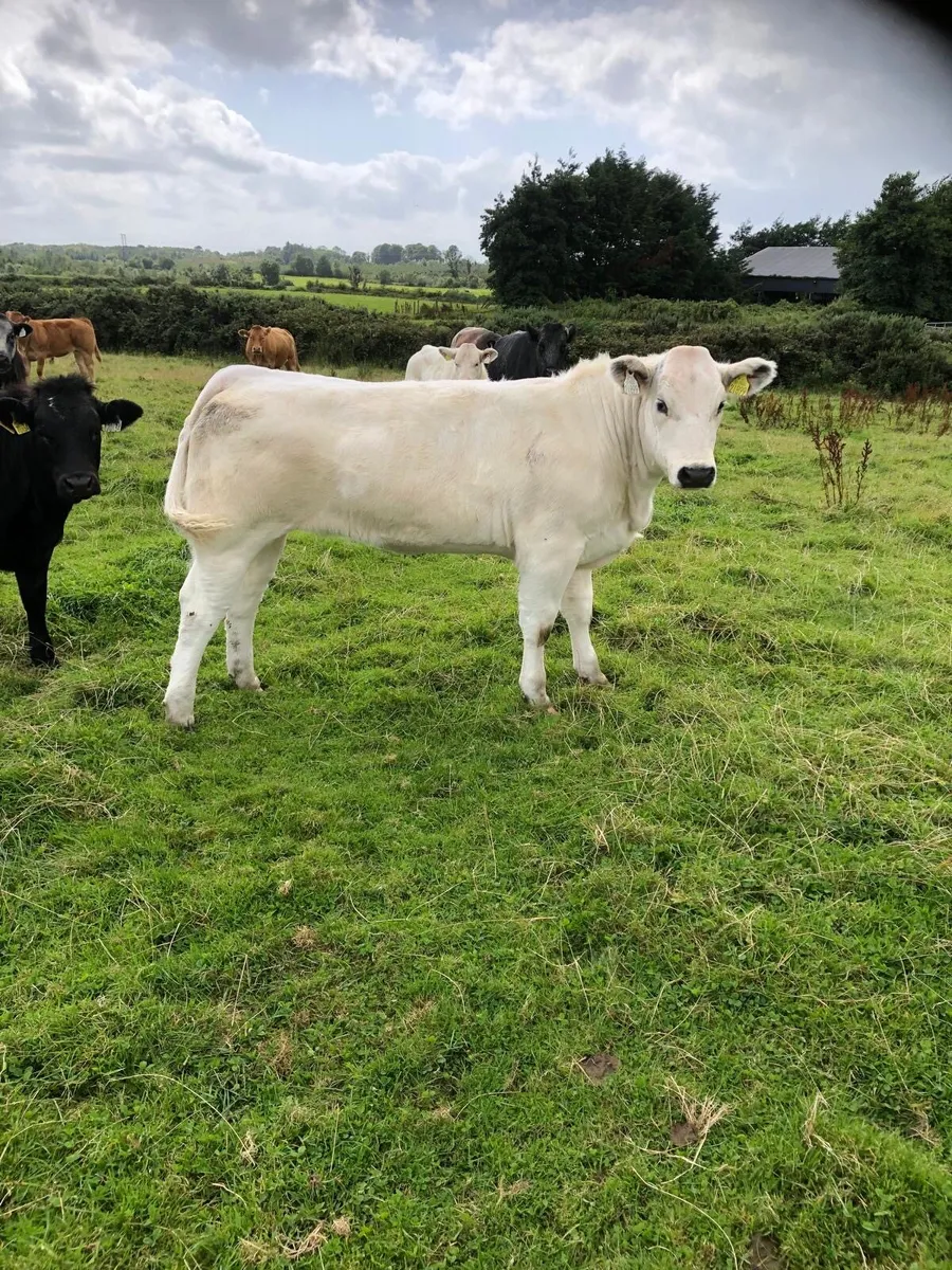 Heifer Weanlings going to Balla Tuesday - Image 4