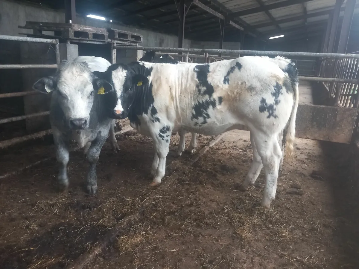 Heifers - Image 3