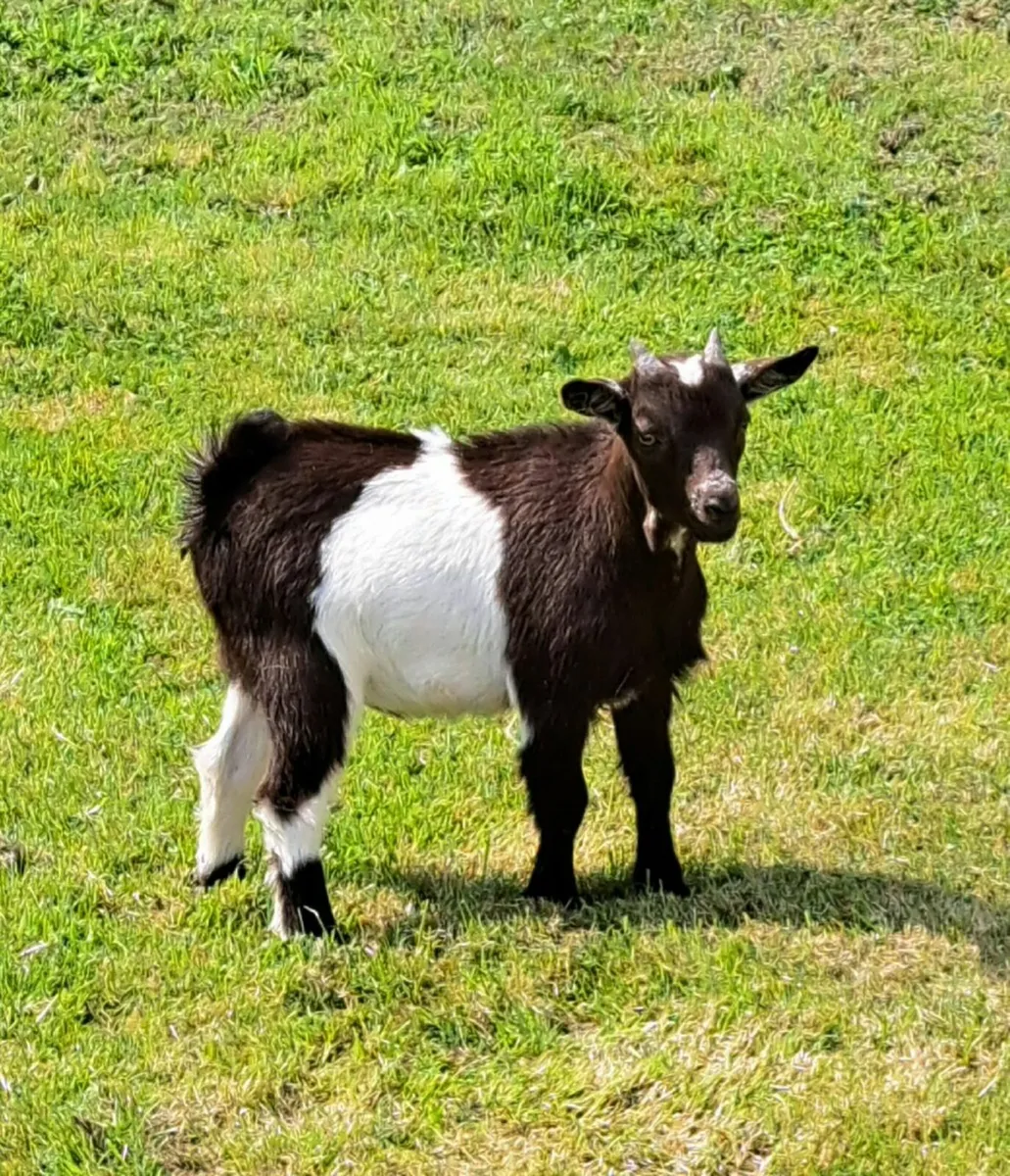 Pygmy Goat Wether - Image 1