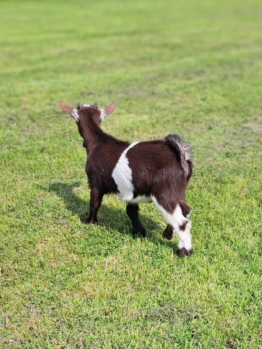 Pygmy Goat Wether - Image 2
