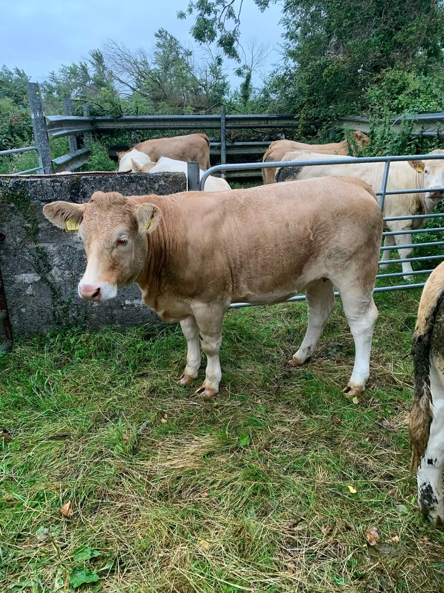 Charolais heifers - Image 2