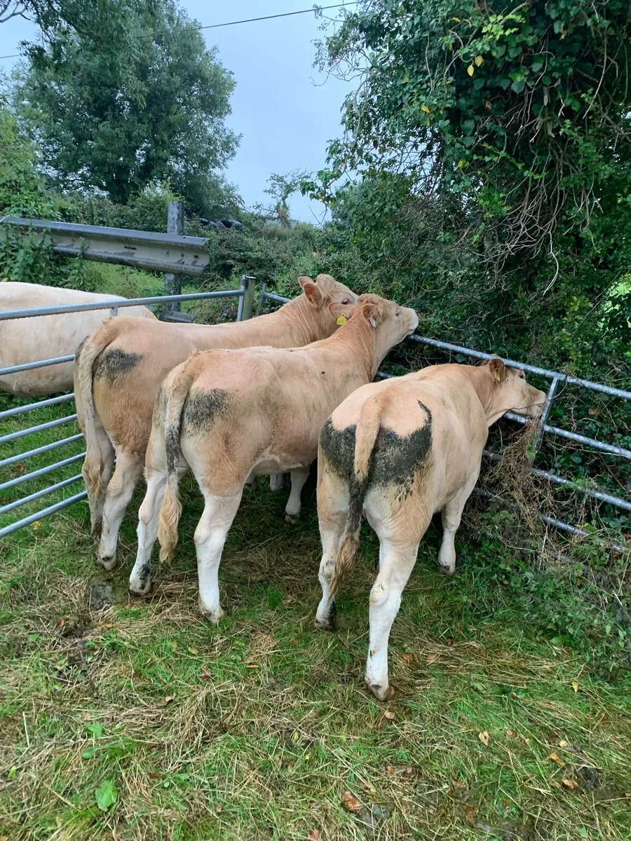 Charolais heifers - Image 3