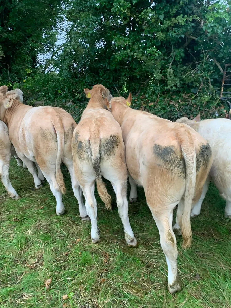 Charolais heifers - Image 4