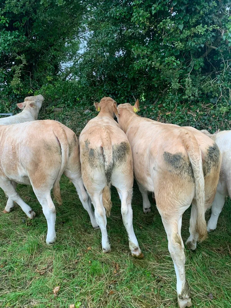 Charolais heifers - Image 1
