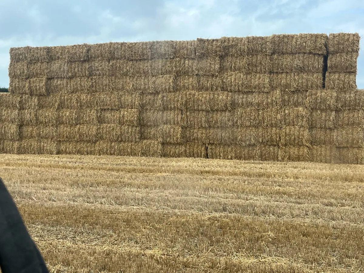 Barley straw 8x4x3 - Image 1