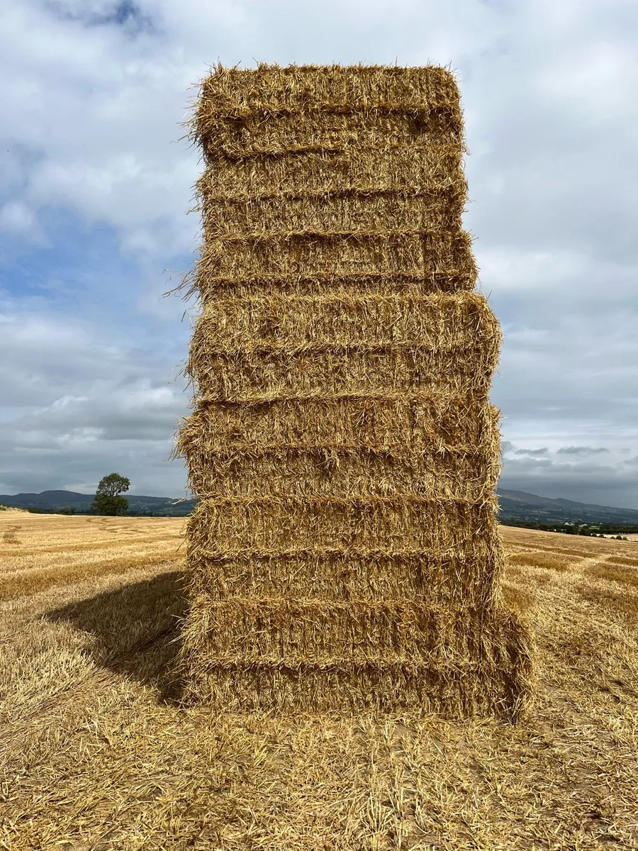 Barley straw 8x4x3 - Image 3