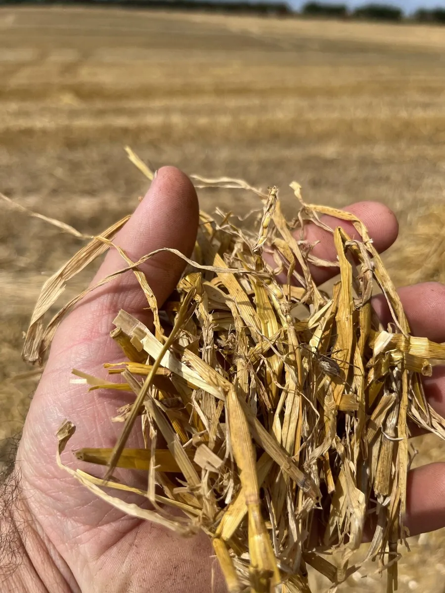 Barley straw 8x4x3 - Image 4
