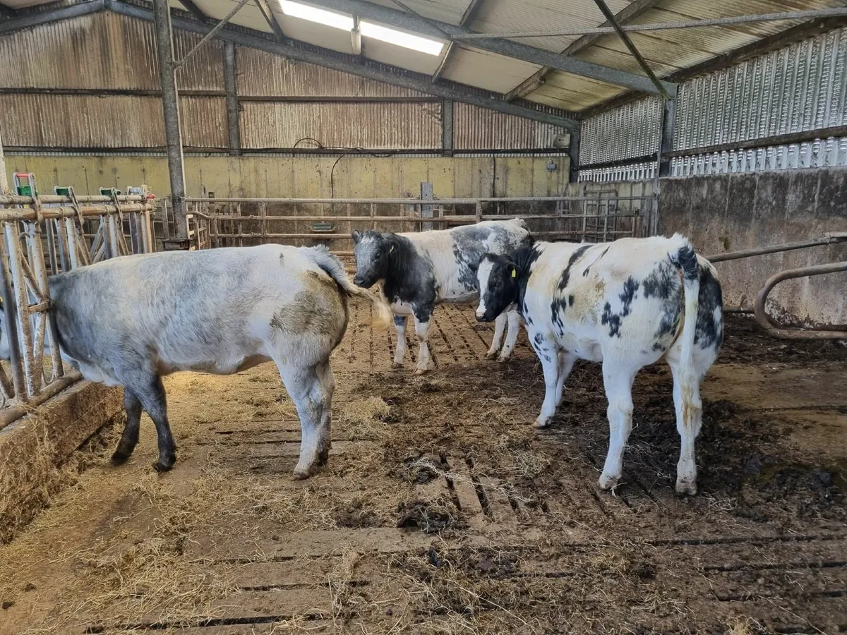 Heifers - Image 1