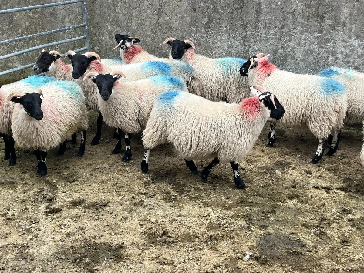Ewe lambs - Image 1